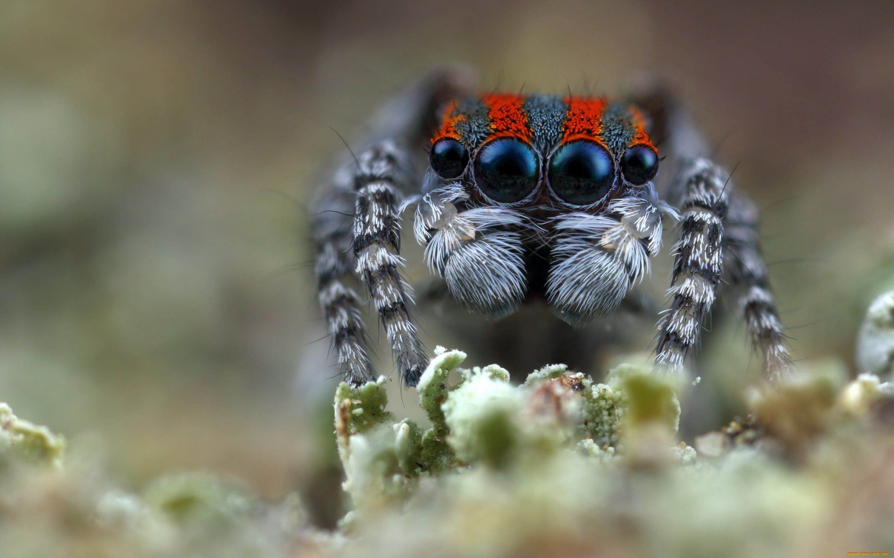 Пестрый скакунчик паук